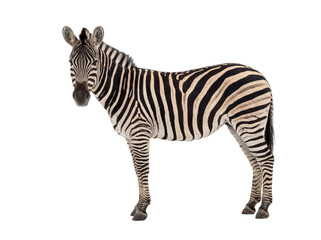 Obraz premium Plains zebra standing, side view, isolated on transparent background (PNG)