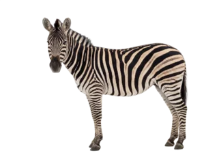 Fototapete Zebra Plains zebra standing, side view, isolated on transparent background (PNG)  © Trixy
