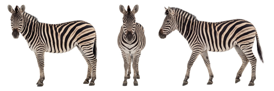 Plains zebra set with side and front views, isolated on transparent background