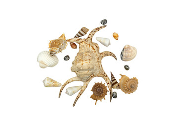 Obraz premium Assorted Seashells Arranged: A Shell Collection Showcasing Natural Materials and the Underwater World on a Transparent Background.