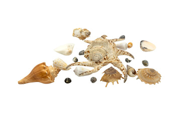 Fototapeta premium Exploring Natural Beauty: Assorted Seashells and Starfish Collection on a Transparent Background from the Underwater World.
