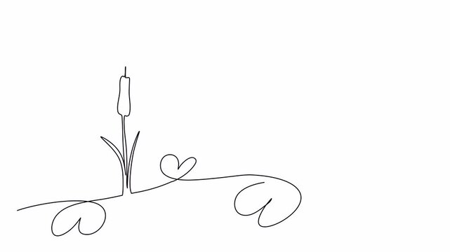 Reed, cattail in swamp one line drawing animation. Video clip with alpha channel.