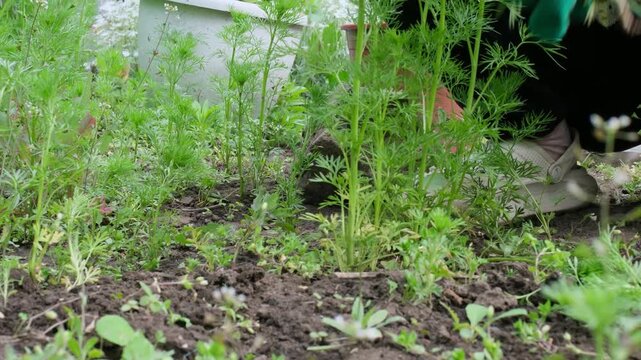 Close-up of a gardener's hand in a green glove carefully pulling weeds from around young dill plants, maintaining the vegetable patch and ensuring healthy growth of the aromatic herbs