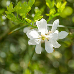(Poncirus trifoliata)  Twisted and thorny branches of trifoliate orange tree adorned with fragrant...