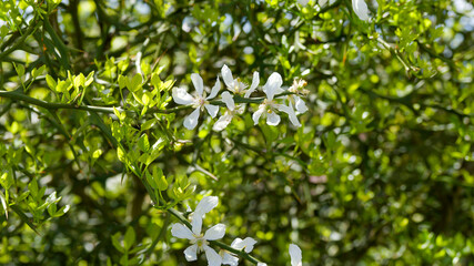 Poncirus trifoliata - Shrub of trifoliate orange producing decorative white flowers with yellow...