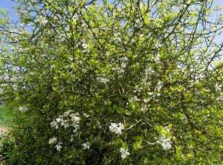 Fototapeta premium (Poncirus trifoliata) Shrub of Trifoliate orange as barrier and ornamental hedge having twisted stems with strong thorns, producing decorative white flowers with yellow stamens in early spring