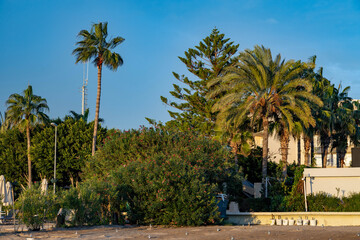 Lush green palm trees and Mediterranean vegetation along a coastal promenade. Scenic resort landscape in Turkey during sunset. Sunny evening with tropical flora on the southern sea shore.