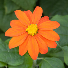 Thitonia rotundifolia