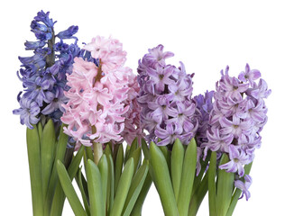 Naklejka premium Jacinthes mauve et bleu