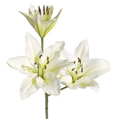 Lys blanc de fleuriste © hcast