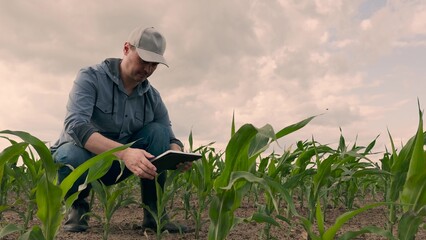 agriculture, farmer working corn field digital tablet, Smart farmer in digital era, Tablet for effective fieldwork, Young corn development, Modern business in agriculture, Productivity improvement © TO LOVE