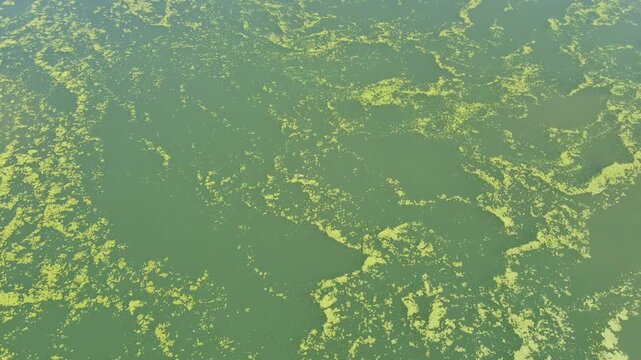 Top down aerial view of green algae covering water surface