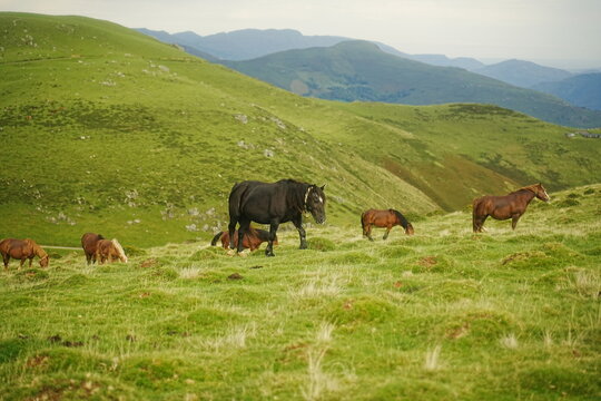 Manada de caballos con semental negro caminando por una ladera verde de monta&ntilde;a.