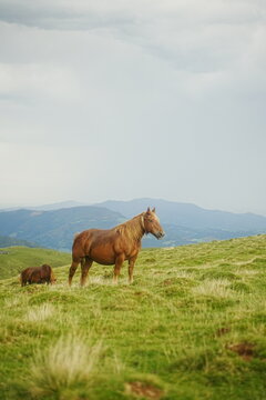 Caballo casta&ntilde;o con cencerro parado en una loma frente a un paisaje de monta&ntilde;as.