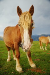 Obraz premium Retrato de primer plano de un caballo castaño con crin rubia en un prado bajo un cielo nublado.