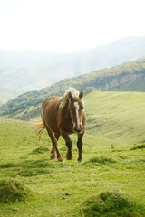 Full body portrait of a brown horse standing on a green hill under bright sunlight.