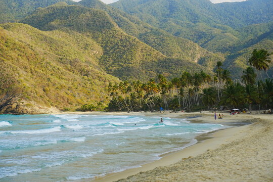 High angle aerial view of Playa Grande in Choroni with turquoise waves, golden sand and tropical palm trees.