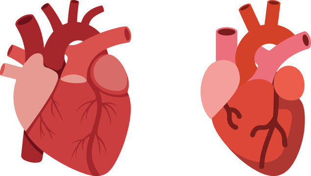 Heart, anatomy, medical, organ, icon, vector, illustration, sketch, outline, realistic, simplified, design, graphic, layout, minimal, top-down, stylized, biology, circulatory, health