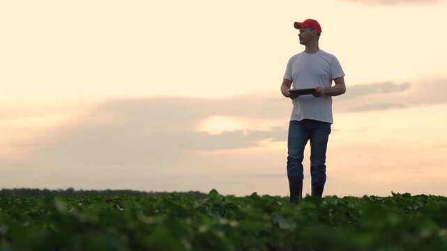Agriculture, Farmer in field walking among rows of young healthy plants, Individual in outdoor clothing checking progress of green soybean crops, Country life image of young man in field at sunset,