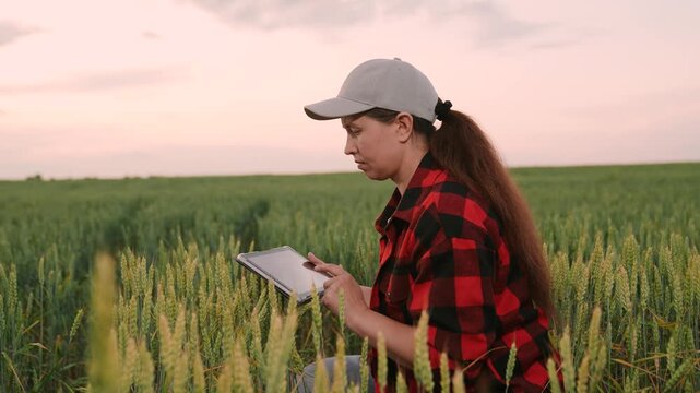 Agriculture, Agriculture digitalization scene, Woman inspecting yield with tablet, Hi-tech farming landscape, Lady in flannel in wheat, Nature meets technology, Organic farming and innovation, Smart