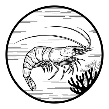 Hand drawn black and white shrimp swimming near coral reef. Isolated transparent background ( include cut-out PNG file )