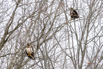 Close up of an  eagle in a tree near Nauvoo IL, on the Mississippi River