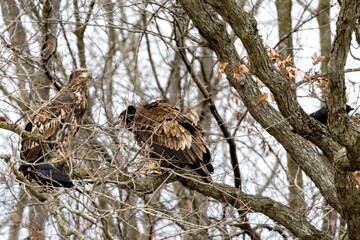 Close up of an  eagle in a tree near Nauvoo IL, on the Mississippi River