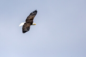 An eagle flying above with clear blue sky naer Nauvoo IL