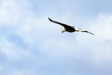 An eagle flying above with clear blue sky naer Nauvoo IL