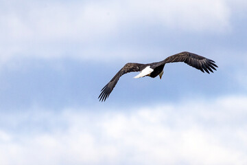 An eagle flying above with clear blue sky naer Nauvoo IL