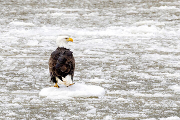 An eagle on the frozen Mississippi river near Nauvoo IL
