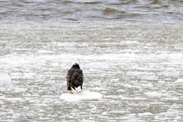 An eagle on the frozen Mississippi river near Nauvoo IL