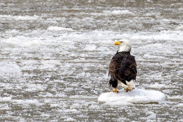 An eagle on the frozen Mississippi river near Nauvoo IL