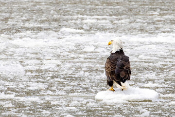 An eagle on the frozen Mississippi river near Nauvoo IL