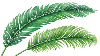 Obraz premium A detailed illustration of two vibrant green palm fronds on a white background