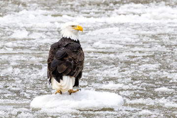 An eagle on the frozen Mississippi river near Nauvoo IL