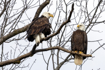 Eagles in a tree during the winter near Nauvoo IL