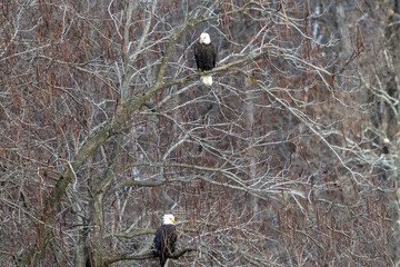 Eagles in a tree during the winter near Nauvoo IL