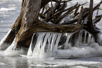 Driftwood with ice on the Mississippi River