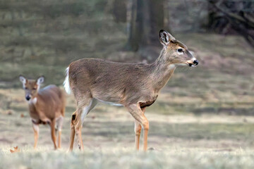Deer in Nauvoo IL Field