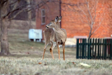 Deer in Nauvoo IL Field