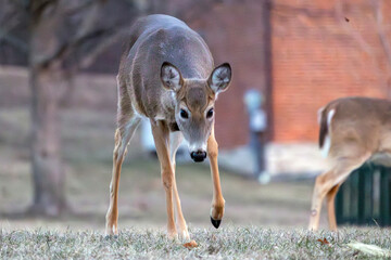 Deer in Nauvoo IL Field