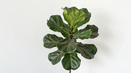 Fototapeta premium Vibrant fiddle leaf fig plant with lush green leaves thriving in white corner interior