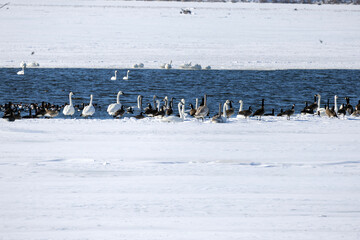 group of swans on the Mississippi River near Nauvoo IL