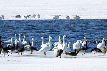 group of swans on the Mississippi River near Nauvoo IL