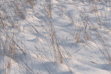 Winter snow texture with dry grass and frozen plants. Natural minimal background with snowdrifts and delicate vegetation under cold winter light.