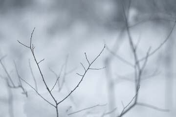 Bare tree branches against a soft snowy background in winter. Minimal natural scene symbolizing cold climate, seasonal change and fragile nature.