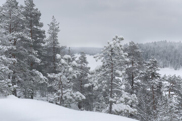 Snow covered pine forest in winter under overcast sky. Cold climate landscape with dense trees, snowfall and quiet natural atmosphere.