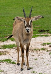 Obraz premium Gemsbok (Oryx gazella)