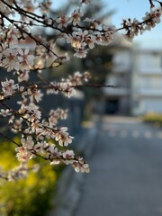Fototapeta premium cherry tree blossom